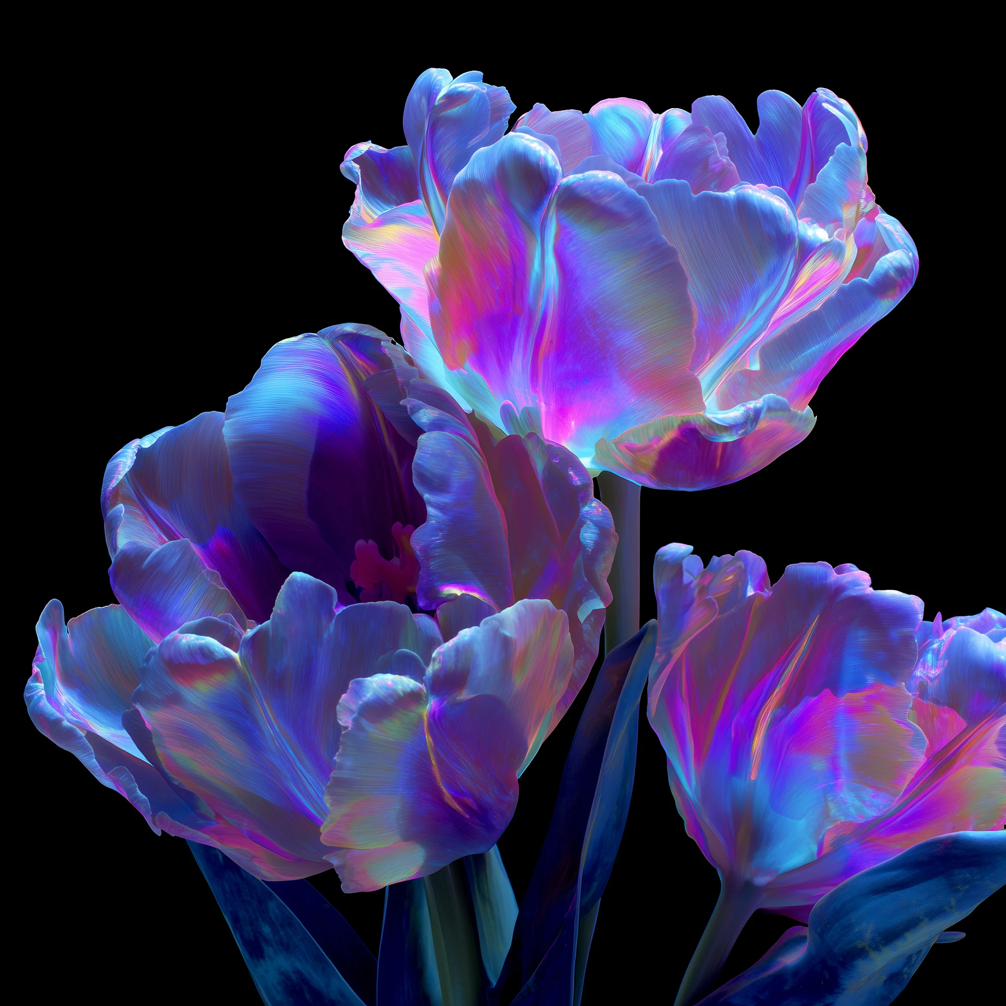 Flowers in a dark editorial composition for an opinion article.